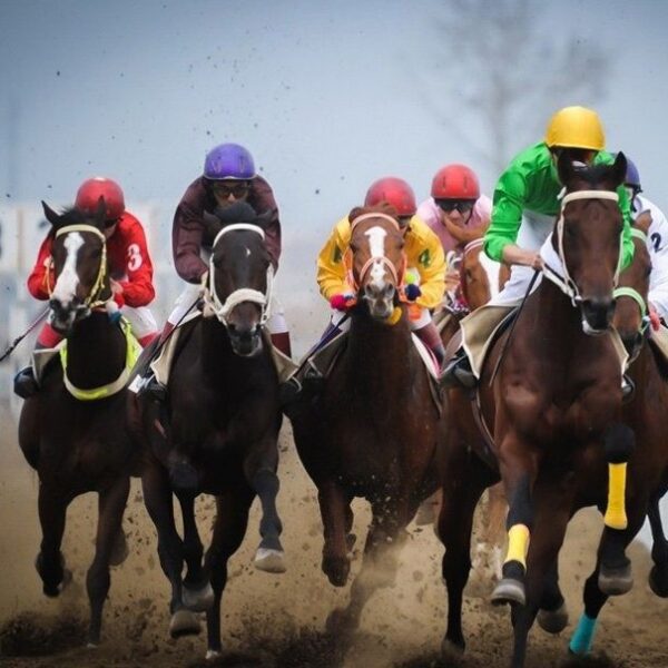 راهنمای کامل نگهداری و مراقبت از اسب‌های کورسی