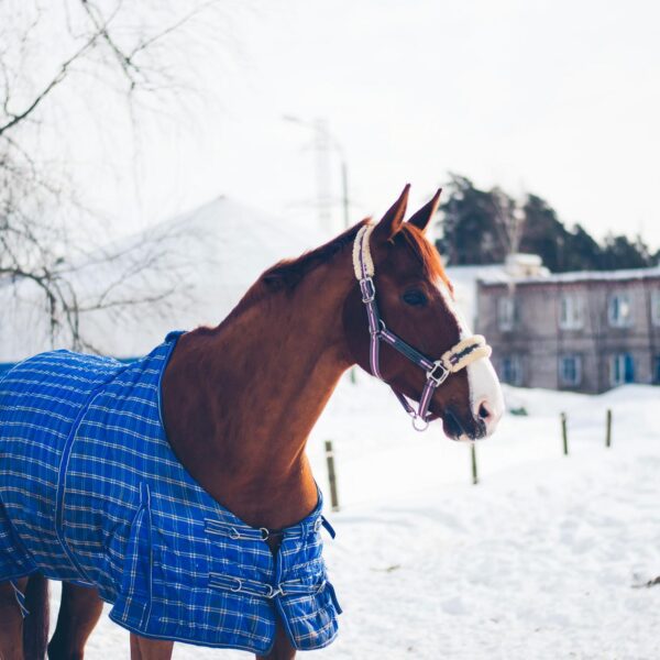 جل اسب چیست و چه استفاده ای دارد؟